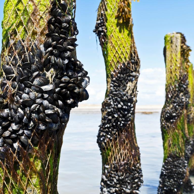 Zeeuwse delta als living lab