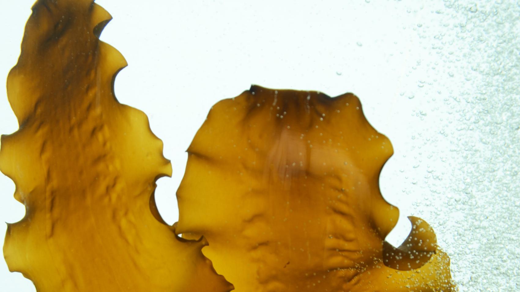 Delta Protein